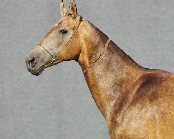 broodmare Mziuri (Akhal-Teke, 1997, from Mekan)