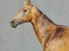 broodmare Mziuri (Akhal-Teke, 1997, from Mekan)