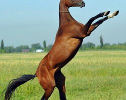 horse Parlamak-Kan (Akhal-Teke, 2009, from Melesur)