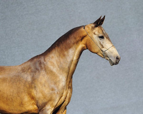 broodmare Akdurno (Akhal-Teke, 1998, from Karal)