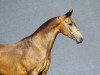 broodmare Akdurno (Akhal-Teke, 1998, from Karal)