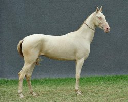 broodmare Saykes (Akhal-Teke, 2009, from Salyr)