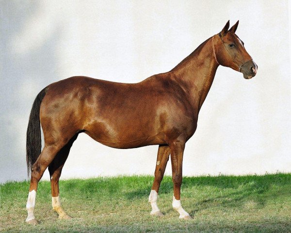 broodmare Khundji (Akhal-Teke, 1995, from Kerzi)