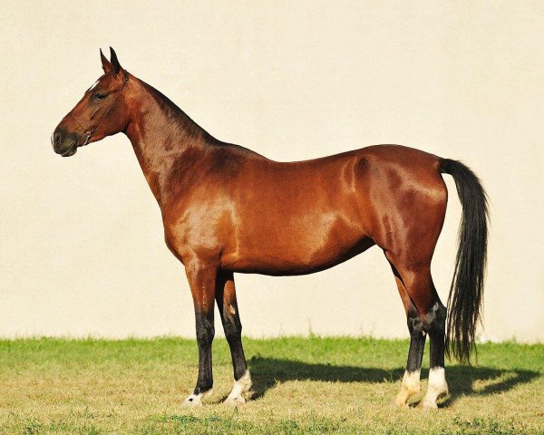 horse Bagaly (Akhal-Teke, 2008, from Gozgan)