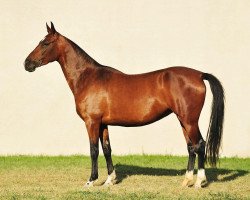 horse Bagaly (Akhal-Teke, 2008, from Gozgan)