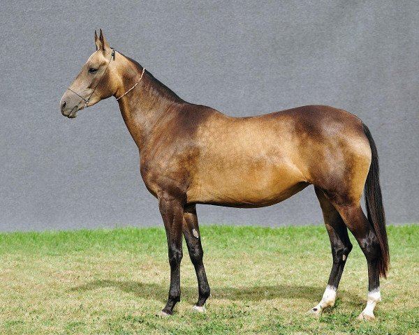 broodmare Dabys (Akhal-Teke, 2007, from Salyr)