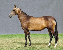 broodmare Dabys (Akhal-Teke, 2007, from Salyr)