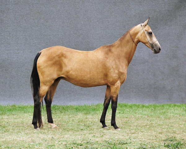 Zuchtstute Sulgun (Achal Tekkiner, 1986, von Fosfor)