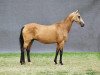 broodmare Sulgun (Akhal-Teke, 1986, from Fosfor)