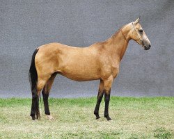 broodmare Sulgun (Akhal-Teke, 1986, from Fosfor)