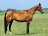 broodmare Pleyada (Akhal-Teke, 2000, from Adat)