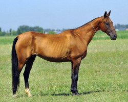 broodmare Pleyada (Akhal-Teke, 2000, from Adat)