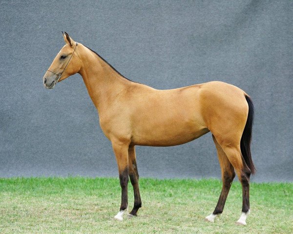 broodmare Aalita (Akhal-Teke, 2009, from Elgush)