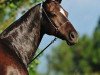 broodmare Dilara (Akhal-Teke, 2001, from Ashug)