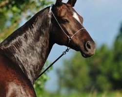 broodmare Dilara (Akhal-Teke, 2001, from Ashug)