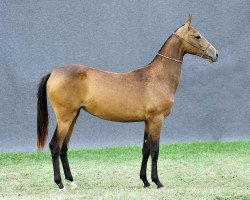 broodmare Ariel (Akhal-Teke, 2010, from Elgush)