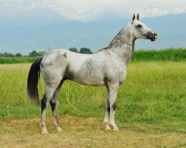 stallion Gozgan (Akhal-Teke, 1997, from Meget 26)