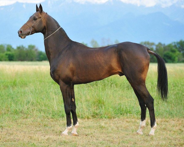 stallion Oraz-Polot (Akhal-Teke, 2006, from Serasker)