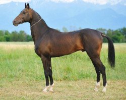 stallion Oraz-Polot (Akhal-Teke, 2006, from Serasker)