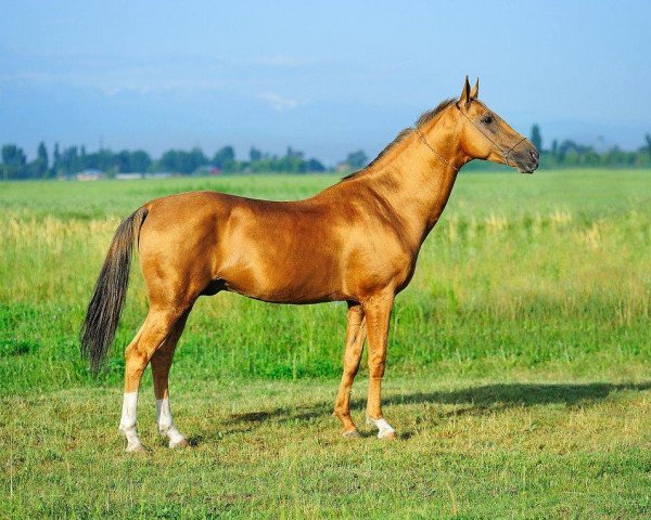 stallion Elgush (Akhal-Teke, 1995, from Erezgala)