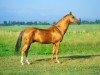 stallion Elgush (Akhal-Teke, 1995, from Erezgala)