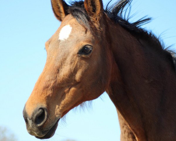 horse Konja 2 (Holsteiner, 1995, from Locato)