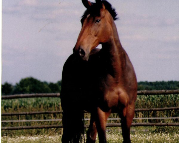 Zuchtstute Randale (Westfale, 1988, von Rivellino xx)