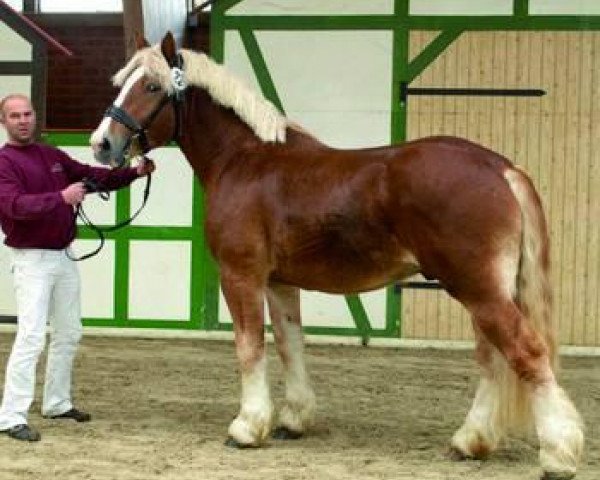 stallion Utop von Wallwitz (Rhenish-German Cold-Blood, 2011, from Uwe)