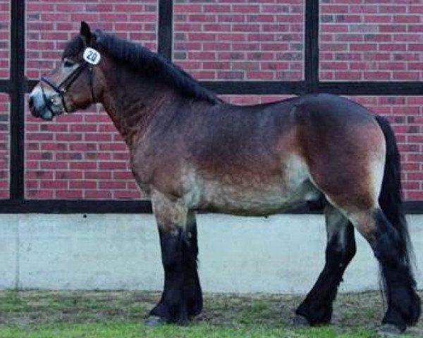 stallion Uriell (Rhenish-German Cold-Blood, 2010, from Ulan)