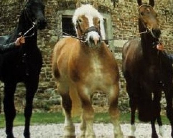 horse Allerliebster 9545 (Rhenish-German Cold-Blood, 1982, from Armin 4511)