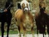 stallion Allerliebster 9545 (Rhenish-German Cold-Blood, 1982, from Armin 4511)