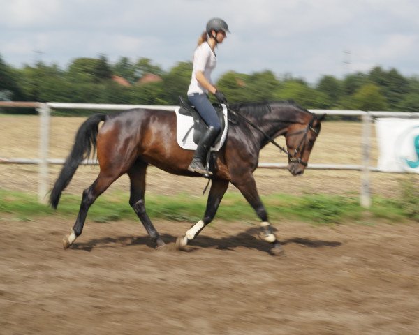 dressage horse Prinz (Oldenburg, 2011, from Belstaff)