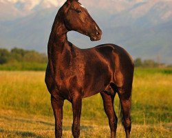 horse Karabek (Akhal-Teke, 2008, from Karar)