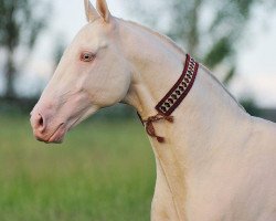 stallion Miras (Akhal-Teke, 2002, from Salyr)