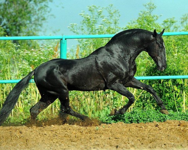 stallion Monmartr (Akhal-Teke, 1994, from Markiz)