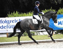 dressage horse Billionaire El (Hanoverian, 2016, from Belantis)