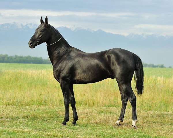 stallion Dallas (Akhal-Teke, 2005, from Salyr)