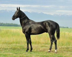 stallion Dallas (Akhal-Teke, 2005, from Salyr)