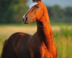 stallion Gibrat (Akhal-Teke, 2005, from Akhtar)