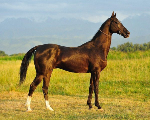 stallion Pirop 13 (Akhal-Teke, 2001, from Posalak)