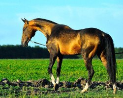 stallion Pamel-Kan (Akhal-Teke, 2005, from Melesur)