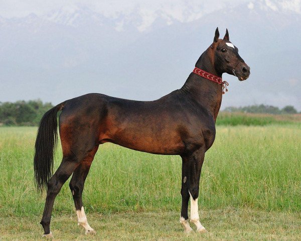 stallion Gasyr (Akhal-Teke, 2003, from Salyr)