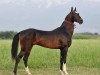 stallion Gasyr (Akhal-Teke, 2003, from Salyr)