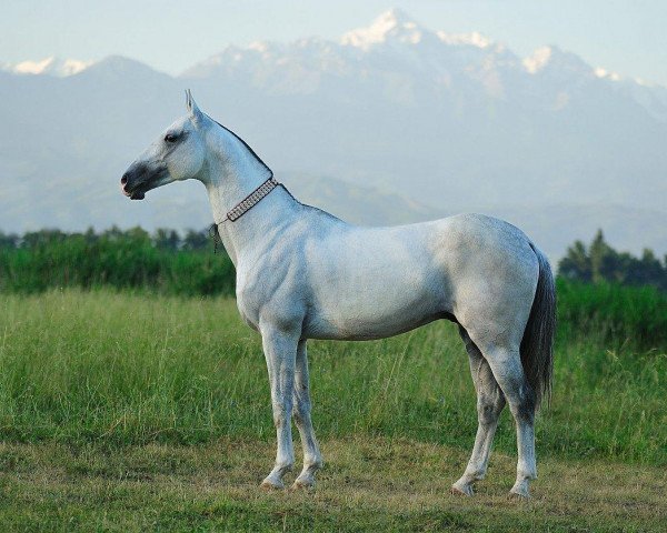 stallion Pirakhmed (Akhal-Teke, 1999, from Adat)