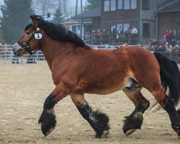 stallion Artuss (Rhenish-German Cold-Blood, 2004, from Astor 9957)