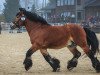 stallion Artuss (Rhenish-German Cold-Blood, 2004, from Astor 9957)