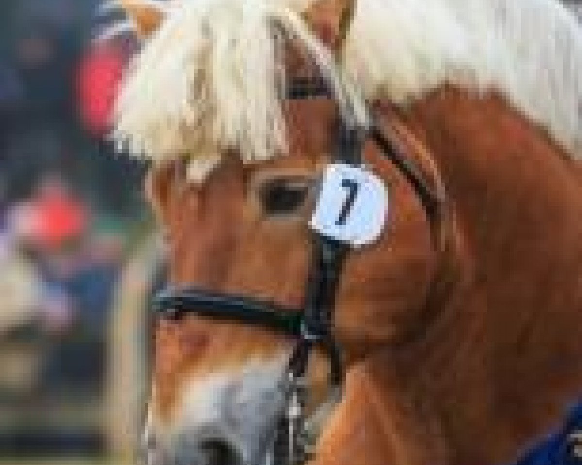 stallion Dozent II (Rhenish-German Cold-Blood, 2004, from Don Camillo I)