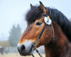 stallion Marquis (Rhenish-German Cold-Blood, 1999, from Marc)