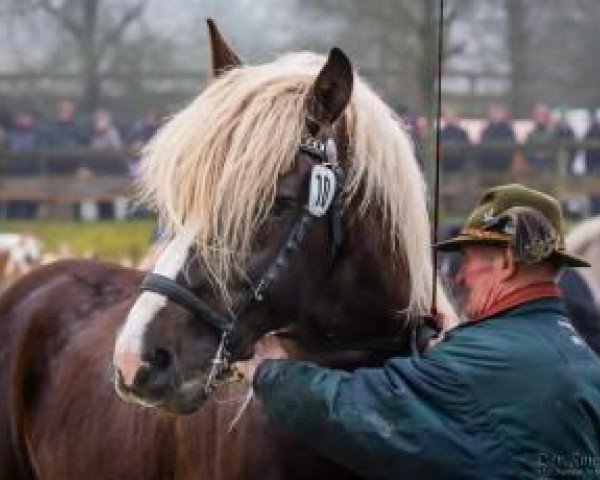 stallion Maurus (Black Forest Horse, 2004, from Milan)