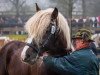 stallion Maurus (Black Forest Horse, 2004, from Milan)